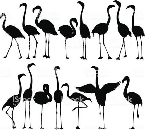 A Large Group Of Flamingos Flamingo Vector Art Animal Line Drawings