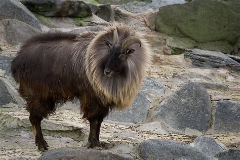 Animals That Live In The Tundra Worldatlas