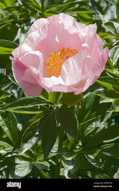 May Lilac Peony Paeonia May Lilac Hybrid Between Paeonia