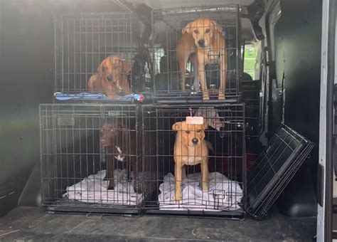 Delaware Shelters Save Sixty Six Dogs From High Kill Shelters In