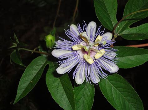 Make sure that you plant this one in an area that purple passion flower does best when it is given a lot of water and then allowed to just slightly dry out before watering again. Purple Passion Flower (Passiflora Incarnata) Care and ...