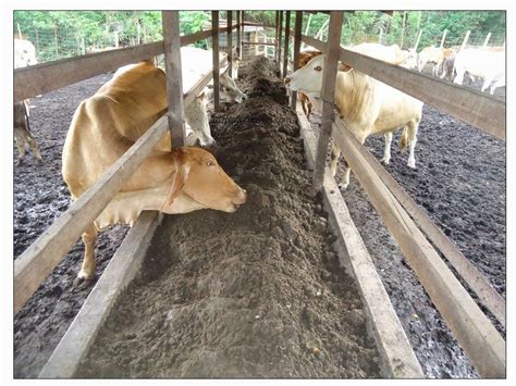 Ukuran palung makanan yang sesuai adalah 24 inci lebar dan 18 inci tinggi. BIDANGUSAHA LEMBU PEDAGING: SISA PERTANIAN: POME ( TAHI ...