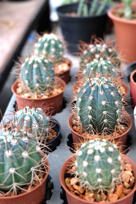 Unusual Cactus Plants Ulleninteriorassociates