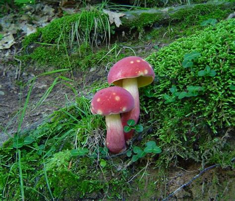 Boletus Bicolor At Indiana Mushrooms