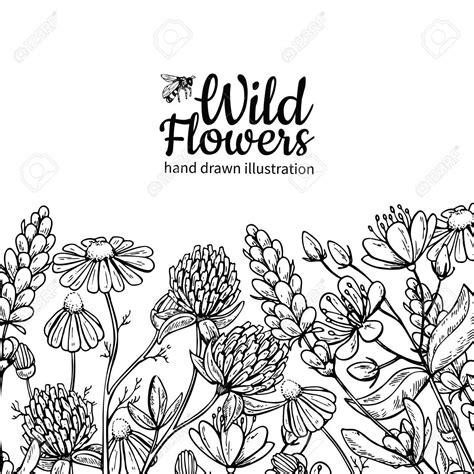 Wild Flowers Vector Drawing Set Isolated Meadow Plants And