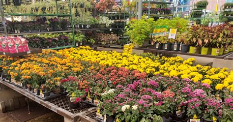 We did not find results for: Lowe's Labor Day Sale LIVE NOW | 88¢ Mums, BOGO Rose ...
