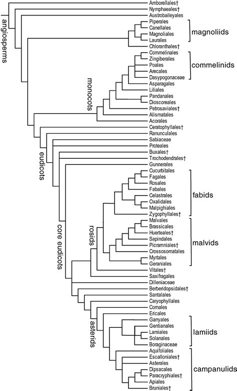 An Update Of The Angiosperm Phylogeny Group Classification For The