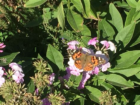 Fewer places to feed and breed. Hummingbird Moth | Hummingbird moth, Plants, Moth