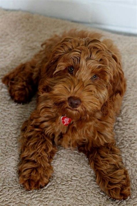 Cockapoo Adults Pictures
