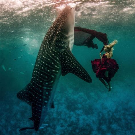 Models Swim With Whale Sharks In An Underwater Fashion Shoot Telegraph