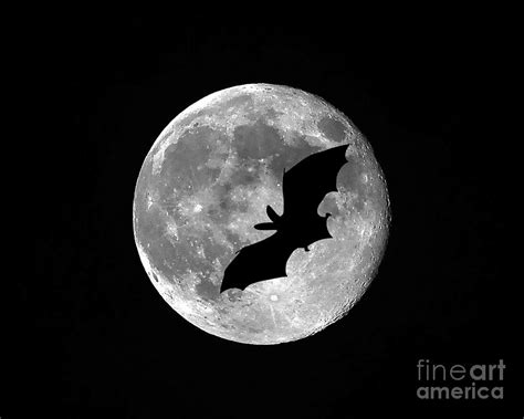 Bat Moon Photograph By Al Powell Photography Usa Fine Art America