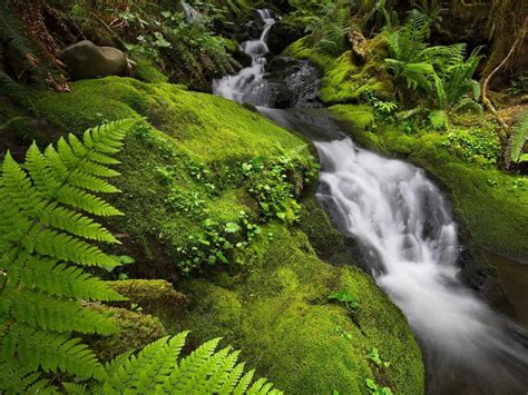 Rainforest Moss Bing Wallpaper Download