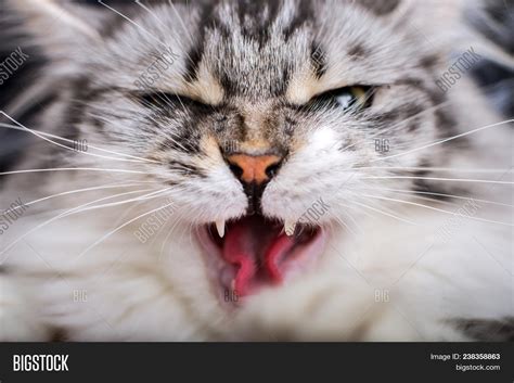 Angry Gray Cat Close Image And Photo Free Trial Bigstock