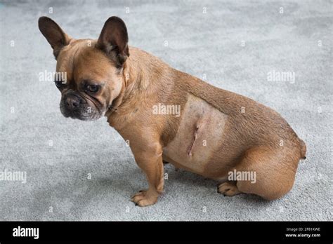 A French Bulldog With A Scar From A Tumor Removal Surgery Stock Photo