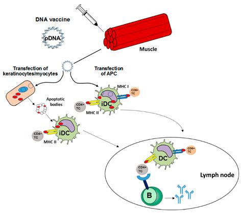 IJMS Free Full Text DNA VaccinesHow Far From Clinical Use