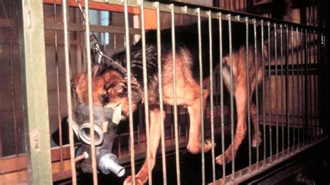 Soviet Experiments Included Two Headed Dogs Human Chimp Hybrids News