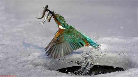 Animals Nature Wildlife Fishing Birds Kingfisher