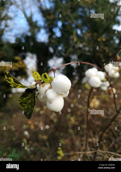 White Hedge Snowberry Stock Photo Alamy