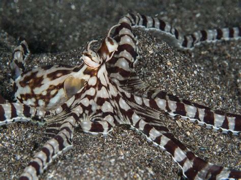 7 Fun Facts About The Majestic Mimic Octopus Octonation The