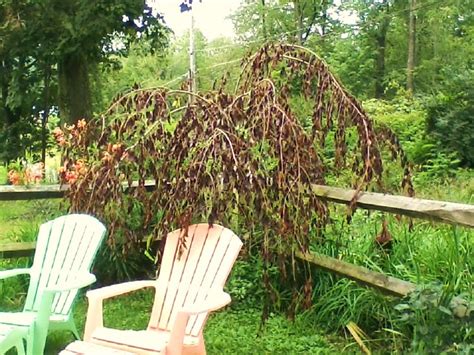 Dwarf weeping cherry tree is one of the most beautiful trees that exist. Help my weeping cherry! - Go Gardening and Nature ...