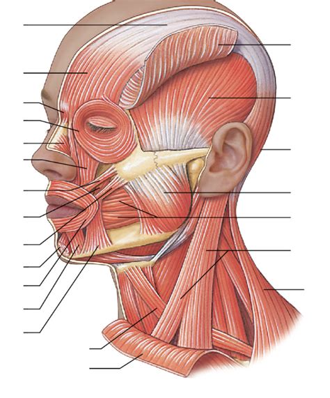Skull Muscles Lateral View Diagram Quizlet