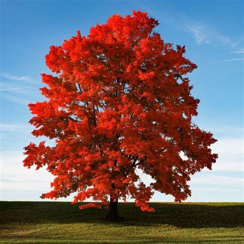 Красные Деревья Названия И Фото Telegraph