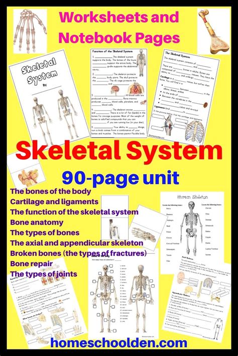 Skeletal System Unit Skeletal System Worksheet Homeschool Science