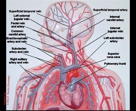 Blood vessels are referred to collectively as the vascular system and, together with the heart, make up the circulatory system or cardiovascular system. Image result for human arteries and veins labeled model ...