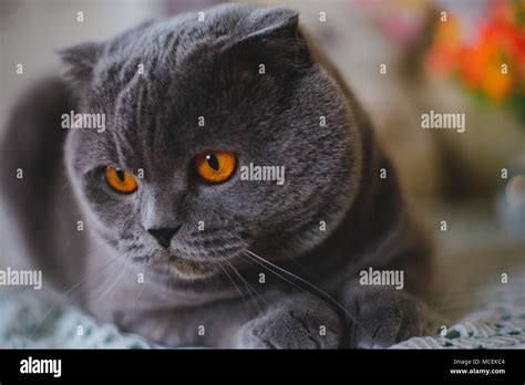 Cat Scottish Fold Stock Photo Alamy