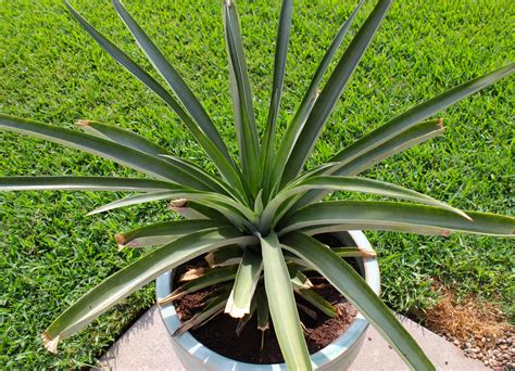 Pineapple Plants Inside Nanabreads Head