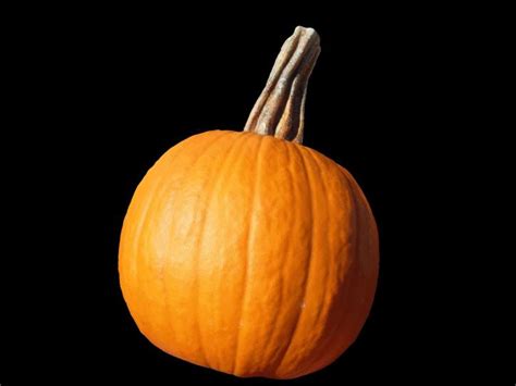 Free Picture Vegetable Pumpkin
