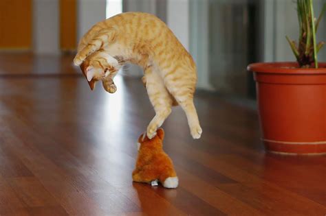 29 Cats Leaping For Leap Day