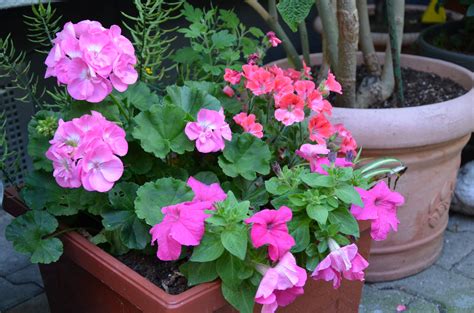 .(ha) garten, (ja) meine, (ja) garten, (ja) jetzt, (aha) yeah, (yeah, ah) garten (garten, garten, garten outro es ist mein garten nur meiner (nur meiner) nicht deiner (nicht deiner) mein garten. Meine Blumen (mit Bildern) | Blumen, Garten
