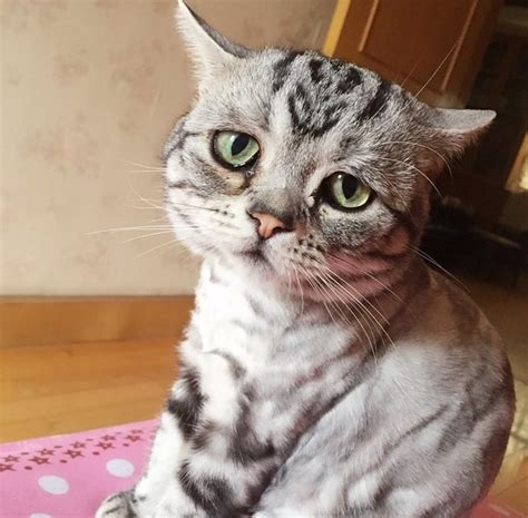 Este Es Luhu Y Es El Gato Más Adorablemente Triste De Internet
