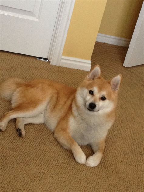 This Is My Shiba Inu Pomerian Mix Puppy Hes Almost 3isnt He