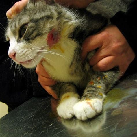 They can run into sharp objects or suffer scrapes and bruises that come with the habit of squeezing through tight spaces. Cat Bite Abscesses: What YOU Need to Know | PetMD
