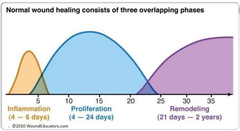 Phases Of Wound Healing Part 1