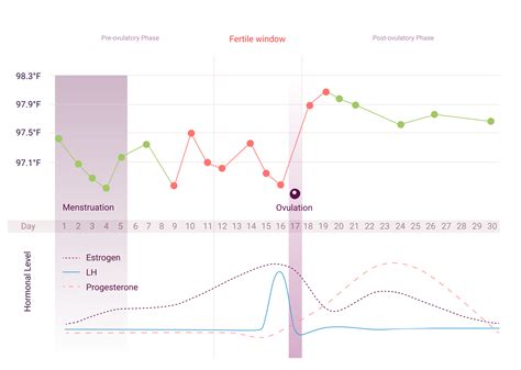 What Is The Menstrual Cycle Menstrual Cycle Phases Natural Cycles