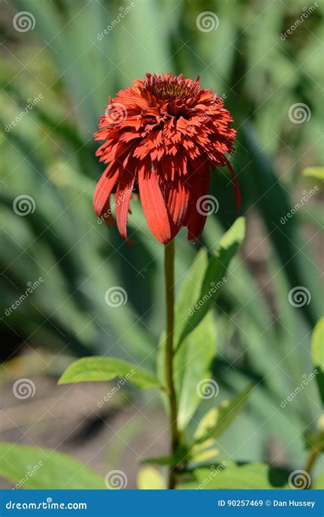 Red Flowers Growing In The Garden Stock Image Image Of Perennial