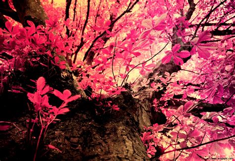 Pink Camouflage Wallpapernatureredpinktreeplant 336230