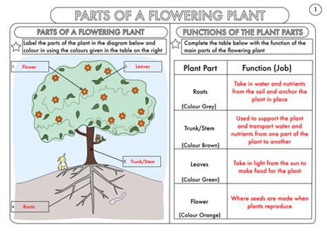 Year 3 Science Parts Of A Plant Worksheet Teaching Resources
