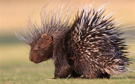 Can Porcupines Shoot Their Quills Wonderopolis