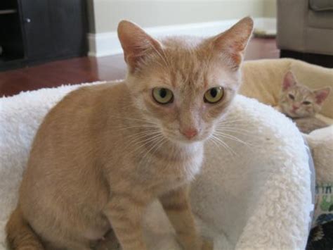 A small percentage of orange cats are female, and even a more miniscule portion of calico cats are male. Ginger - Rare Female Orange Tabby's Web Page