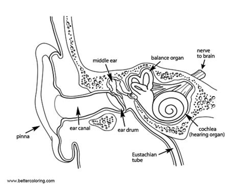 Anatomy Coloring Pages Middle Ear Free Printable Coloring Pages