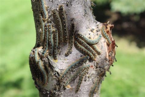Canker Worms On Tree Trunk Stock Photo Image Of Mith