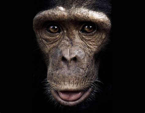 The Expressive Faces Of Chimpanzees Pictures Pics Uk