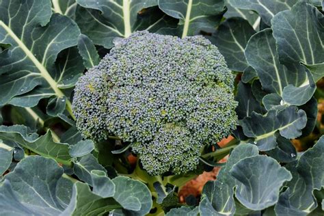 Growing Broccoli Planting Growing And Harvesting Broccoli Plants