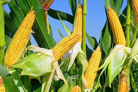 New Gmo Corn Variety Significantly Increases Yields By Boosting