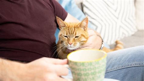 Cat Ageing And Senior Cats Advice From The Experts Purina