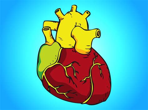Human Heart Vector Vector Art And Graphics